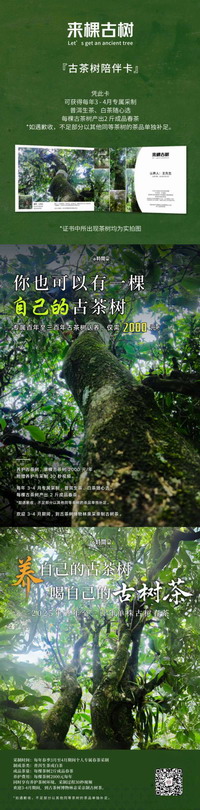 你也可以有一棵自己的古茶树